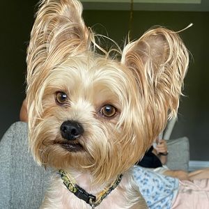 Meet your Posher, Beejel